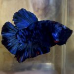 betta5