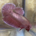 betta4