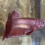 betta4