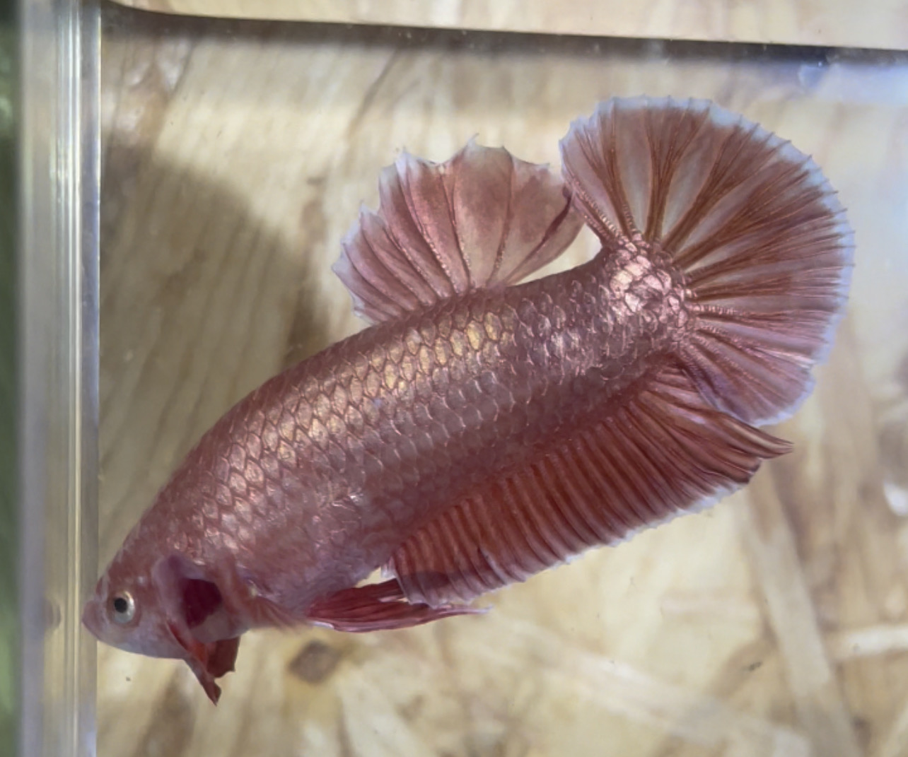 betta4