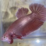 betta4