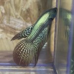 betta11