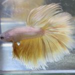 betta2