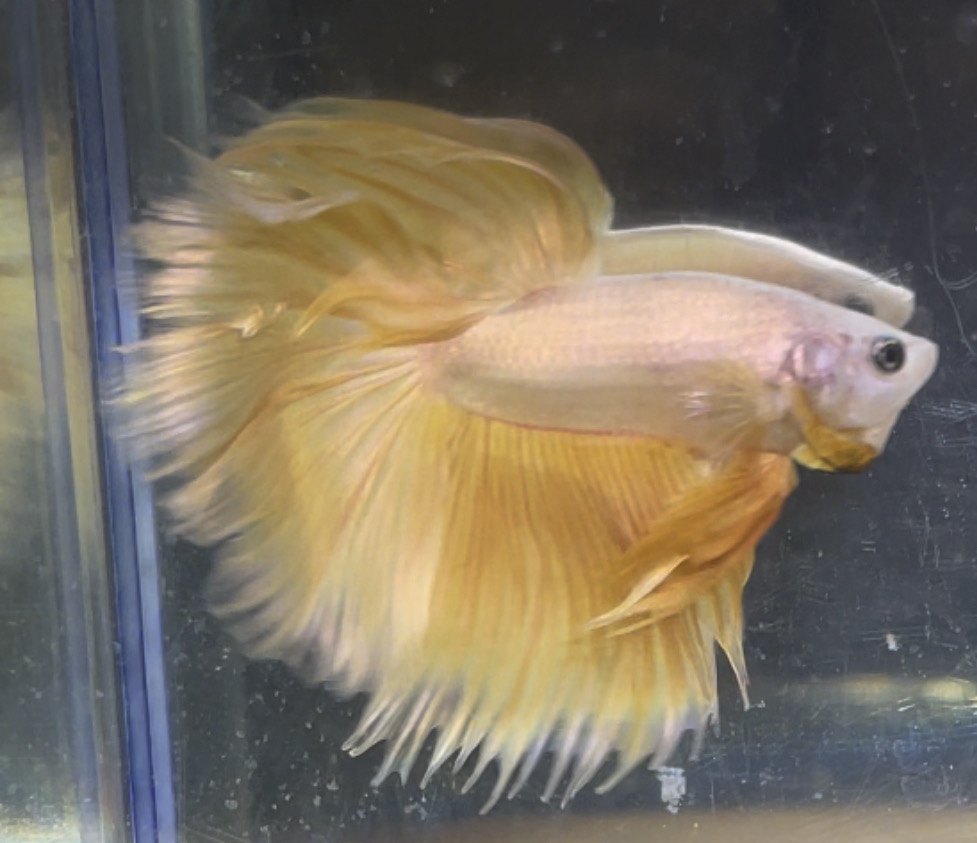 betta2