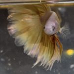 betta2