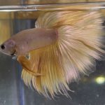 betta2