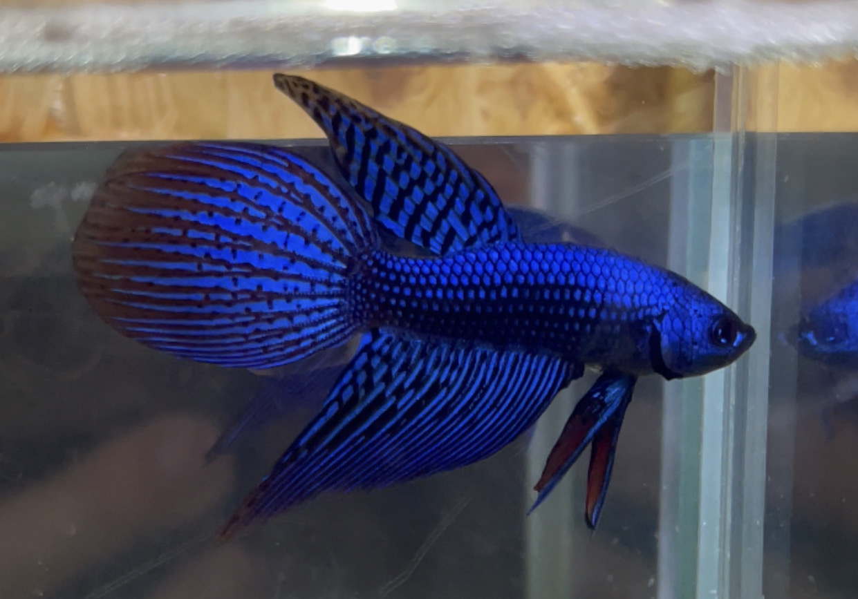 betta3