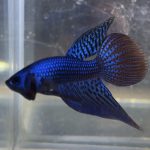 betta3