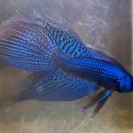 betta3