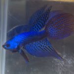 betta3