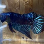 betta1