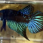 betta1
