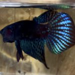 betta1