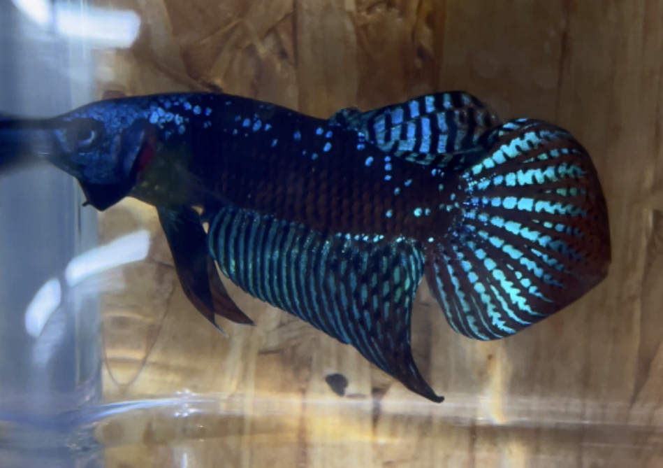 betta1