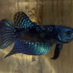 betta1