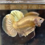 betta12