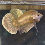 betta12