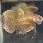 betta12