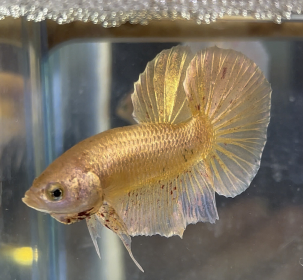 betta12