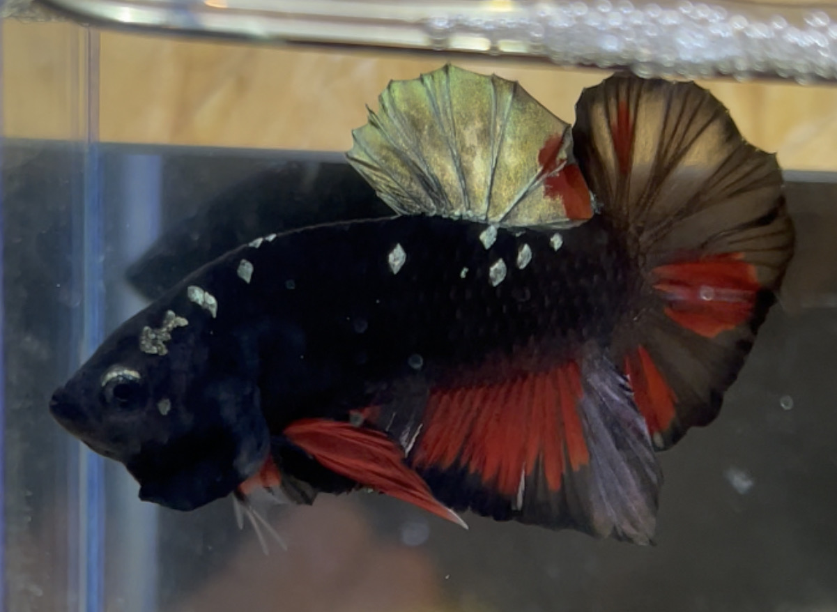 betta14