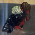 betta14
