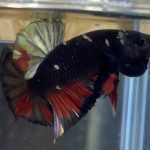 betta14