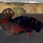 betta14