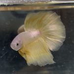 betta15