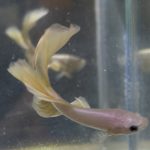 betta15
