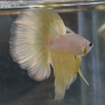 betta15