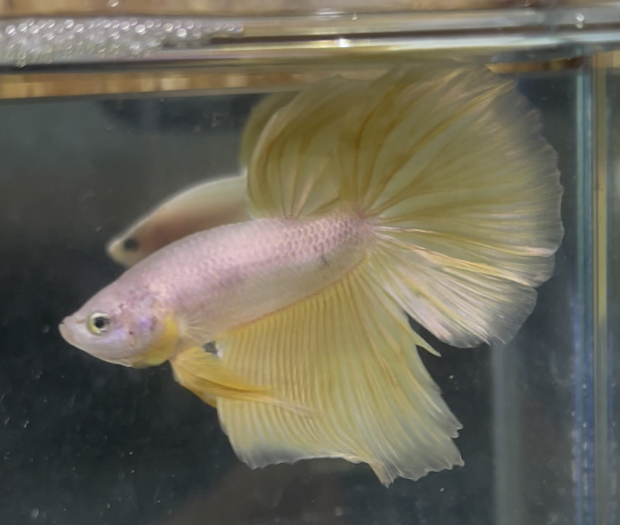 betta15