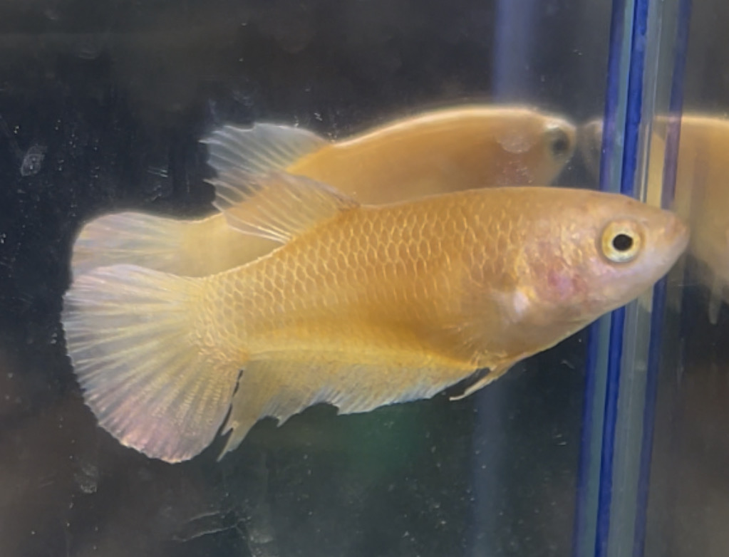 betta13