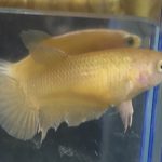 betta13