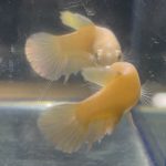 betta13