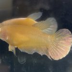 betta13