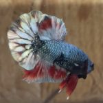 betta24