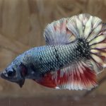 betta24