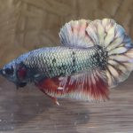 betta24