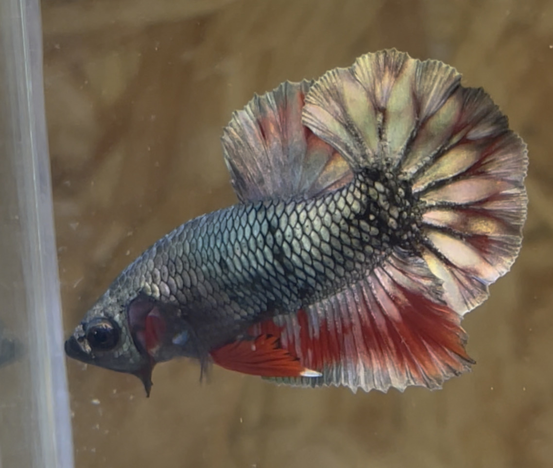 betta24