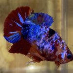 betta22