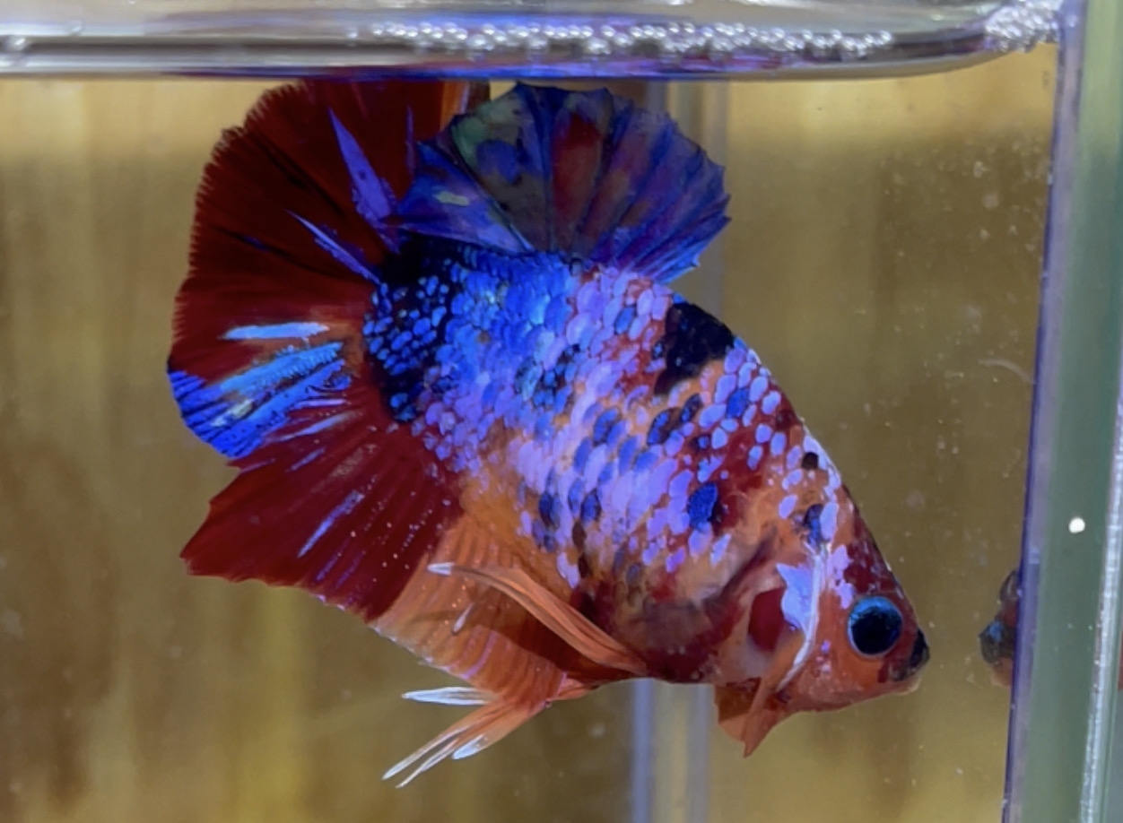 betta22