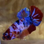 betta22