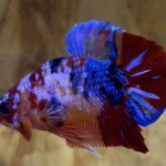 betta22