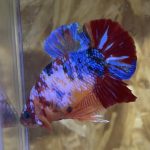 betta22