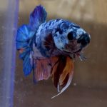 betta2１