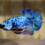 betta2１