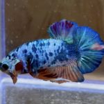 betta2１