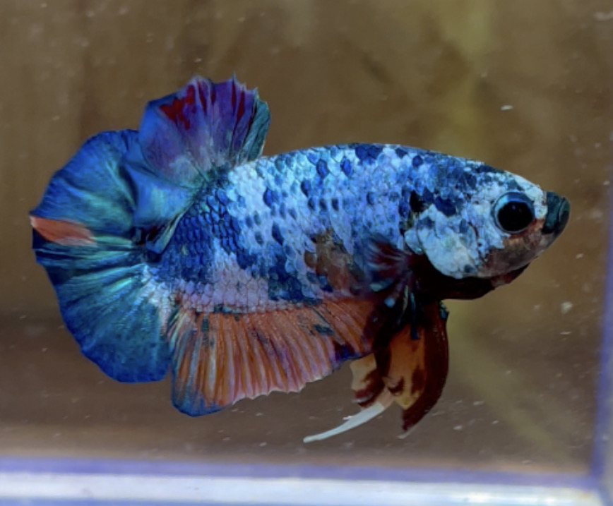 betta2１