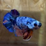 betta2１