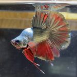 betta20